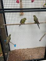Mooie bergparkieten van begin dit jaar., Meerdere dieren, Parkiet