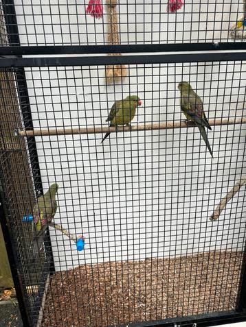 Mooie bergparkieten van begin dit jaar. beschikbaar voor biedingen