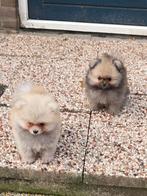 Pomeriaan pups, Dieren en Toebehoren, 8 tot 15 weken, Meerdere dieren, Eén hond, Nederland