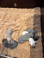 Te koop chihuahua pups, 8 tot 15 weken, Meerdere, Meerdere dieren, Chihuahua