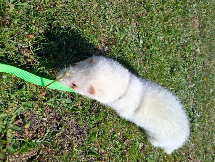 GEZOCHT Fretje, Dieren en Toebehoren, Knaagdieren, Meerdere dieren, Fret, Februari, Tam