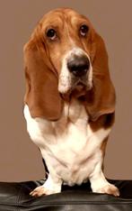 Dekreu Basset Hound super lief, Dieren en Toebehoren, Particulier, 3 tot 5 jaar, Nederland, Eén hond