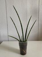 Sanseveria Cylindrica H35cm. Foto #2- Moederplant., Groene kamerplant, Ophalen of Verzenden, Halfschaduw, Minder dan 100 cm