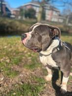 Bully Xl 4 jarige teef, Teef, Bulldog, Eén hond, 3 tot 5 jaar