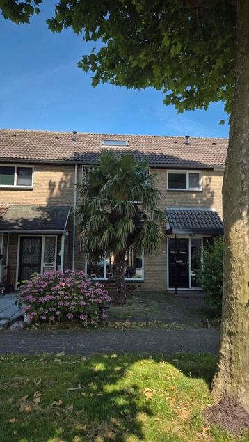Trachycarpus Fortunei palmboom 5 meter. beschikbaar voor biedingen