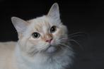 Ragdoll dekkater met stamboom (niet te koop!), 0 tot 2 jaar