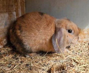 Lieve minilop x nhd gecastreerd rammetje😇 beschikbaar voor biedingen