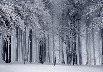Winters bos fotobehang, Bos behang, *Fotobehang4you beschikbaar voor biedingen