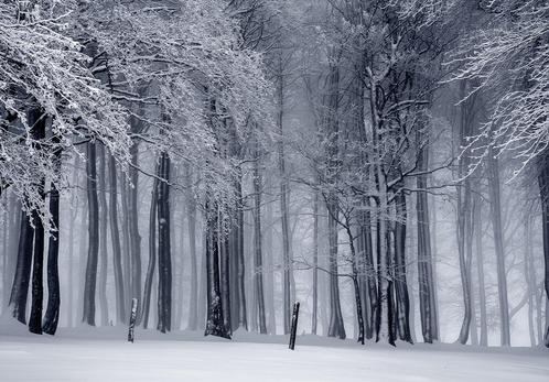 Winters bos fotobehang, Bos behang, *Fotobehang4you, Huis en Inrichting, Stoffering | Behang, Verzenden