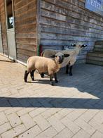 Hampshire down ramlam, Dieren en Toebehoren, Schapen, Geiten en Varkens, Mannelijk, Schaap, 0 tot 2 jaar