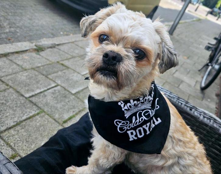 boomertje (Maltezer/Shitzu)van bijna 5 jaar. Ter dekking, Dieren en Toebehoren, Honden | Dekreuen, Reu, Particulier, Eén hond