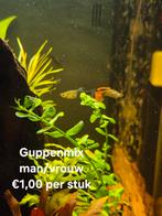 Verschillende soorten vissen, Dieren en Toebehoren, Vis