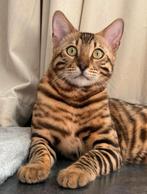 Bengaal kater, Dieren en Toebehoren, Katten en Kittens | Raskatten | Korthaar, Kater, Gechipt