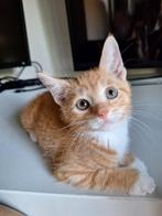 2 kittens te koop!