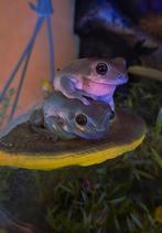 4 koraalteenboomkikkers (dumpy's tree frogs), Dieren en Toebehoren, Reptielen en Amfibieën, Amfibie, 0 tot 2 jaar
