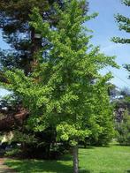 Ginkgo biloba bomen, Tuin en Terras, Ophalen, Volle zon, Overige soorten