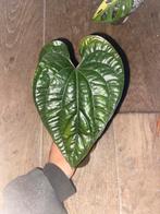 Anthurium luxurians x radicans stek, Ophalen of Verzenden, Halfschaduw, Minder dan 100 cm