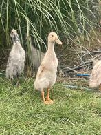 Indische loopeenden, Geslacht onbekend, Eend