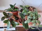 Collectie Hoya's
Tenuipes Albo Erytrina Rotindifolia Macroph, Ophalen of Verzenden, Halfschaduw, Minder dan 100 cm