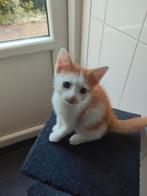 Kittens 10 weken oud, Dieren en Toebehoren, Katten en Kittens | Overige Katten