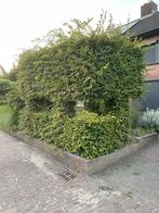 Beukenhaag, leibeuk, beuken, Ophalen, Beukenhaag, Haag, 250 cm of meer