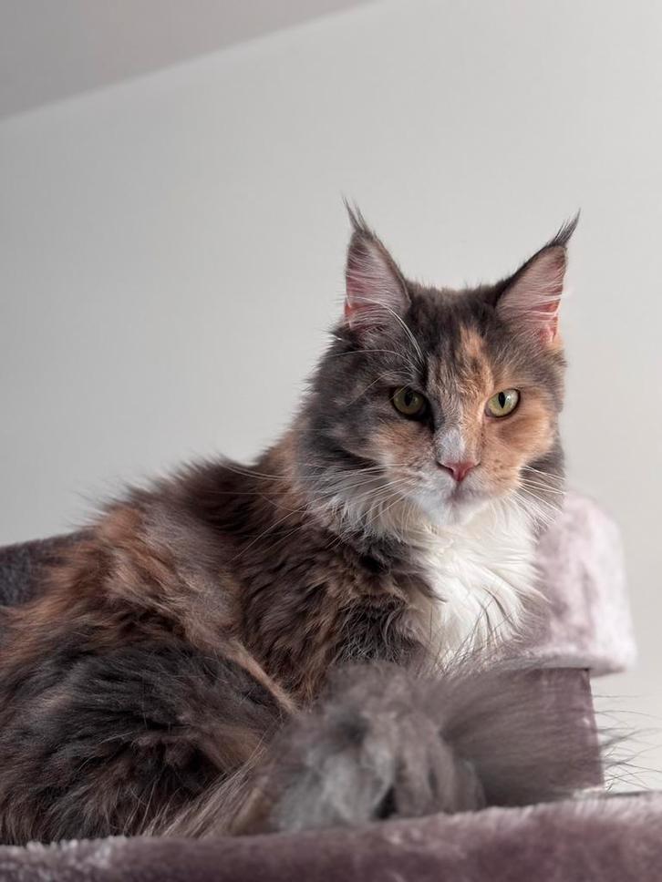 Maine coon poes, Dieren en Toebehoren, Katten en Kittens | Raskatten | Langhaar, Poes, 3 tot 5 jaar, Gechipt, Ontwormd, Ingeënt