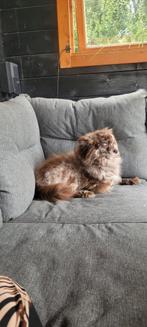 Super lieve Pomeriaan, Dieren en Toebehoren, Honden | Chihuahua's en Gezelschapshonden, 6 jaar of ouder, Eén hond, Nederland, Particulier