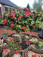 Te koop Prachtige japonica op stam, Tuin en Terras, Planten | Tuinplanten, Ophalen, Zomer, Overige soorten, Halfschaduw