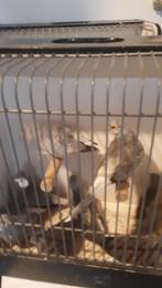 Te koop 8 diamant duifjes in een koop €25, Dieren en Toebehoren, Vogels | Overige Vogels, Meerdere dieren