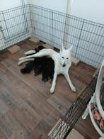 12 pups kruising Witte, en oud duitse herder. 8xteef 4xreu, Dieren en Toebehoren, Meerdere, Meerdere dieren, Herder, Nederland