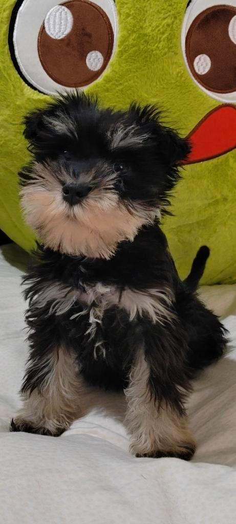 Dwergschnauzer pup, Dieren en Toebehoren, Honden | Jack Russells en Terriërs, Teef, Overige rassen, Particulier, Eén hond, Nederland