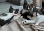 2 prachtige poezen kittens ! Katertje is gereserveerd., Dieren en Toebehoren, Katten en Kittens | Raskatten | Korthaar, Meerdere dieren
