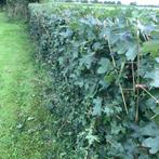 Goedkope veldesdoorn haag, acer campestre hagen, Tuin en Terras, Ophalen of Verzenden, Haag, 100 tot 250 cm