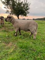 Hampshire Down Ram, Dieren en Toebehoren, Schapen, Geiten en Varkens, Mannelijk, Schaap