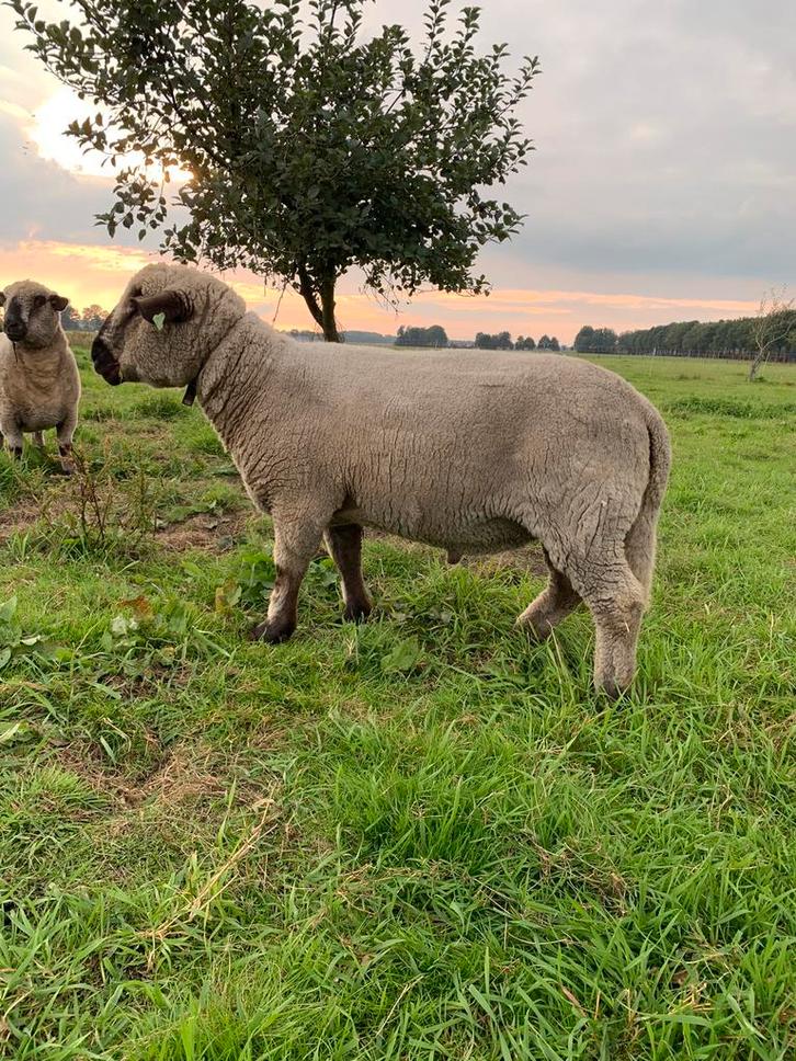 Hampshire Down Ram, Dieren en Toebehoren, Schapen, Geiten en Varkens, Schaap, Mannelijk