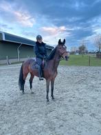 Super leuk recreatie/familie paardje!😍, Dieren en Toebehoren, Merrie, Met stamboom, L, 11 jaar of ouder