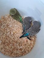 Hele mooie blackface parkieten te koop ., Meerdere dieren, Parkiet