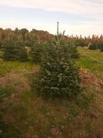 kerstbomen te koop nordmann, Tuin en Terras, Bloeit niet, Overige soorten, 100 tot 250 cm, Ophalen