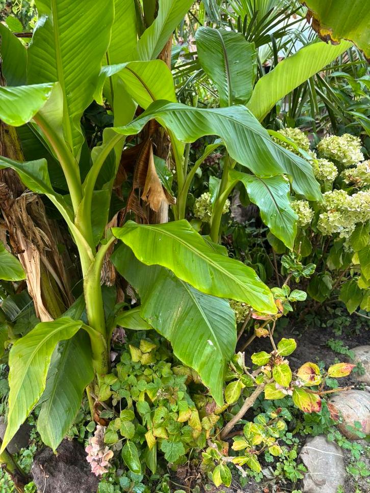 Bananenbomen Musa Basjoo, Tuin en Terras, Planten | Bomen, Overige soorten, Volle zon, Ophalen
