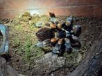 Brachypelma hamorii vrouw 4x