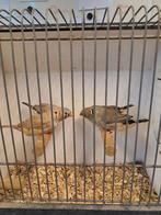 Zebravinken poppen en mannen 5 euro, Dieren en Toebehoren, Vogels | Overige Vogels, Meerdere dieren, Tropenvogel