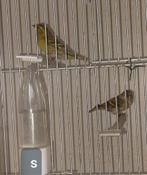 Europese sijzen .  Jonge mannen .   € 35,00 per stuk, Dieren en Toebehoren, Mannelijk, Wildzangvogel, Geringd