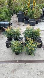 Nandina domestica of hemelse bamboe woekert niet bladhoudend, Ophalen, Vaste plant, Halfschaduw