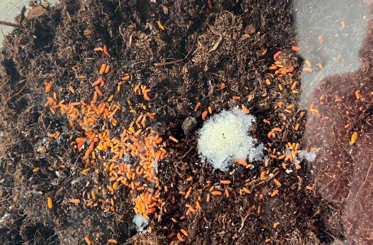 Oranje springstaartjes Yuukianura aphoruroides, Dieren en Toebehoren, Insecten en Spinnen, Overige soorten