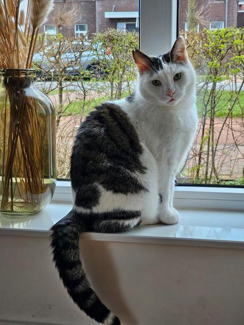 Vermist! Syl gecastreerde kater, grijs/Wit, 12 jaar, Dieren en Toebehoren, Vermiste en Gevonden Dieren, Kat