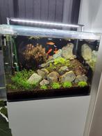 Dennerle aquarium, Ophalen, Zo goed als nieuw, Gevuld zoetwateraquarium
