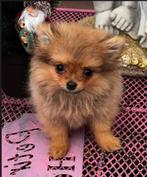 Pomeranian teefje mini formaat, Overige rassen, CDV (hondenziekte), 8 tot 15 weken, Teef