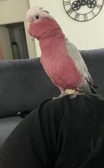 Rose kaketoe  tam 4 maanden jong, Dieren en Toebehoren, Vogels | Parkieten en Papegaaien, Mannelijk, Papegaai, Geringd