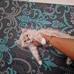 Mooie ragdoll kittens(  poesjes ), Dieren en Toebehoren, Meerdere dieren, Ontwormd