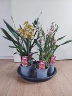 Odontoglossum - Vlinderorchidee / Cambria H: 42 - 50 cm., Ophalen, Overige soorten, Halfschaduw, Minder dan 100 cm